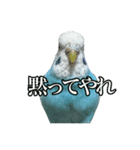 インコ「ルル」7（個別スタンプ：23）