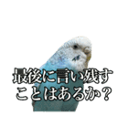 インコ「ルル」7（個別スタンプ：24）