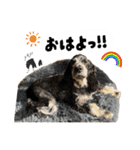 まいにちべるさん（個別スタンプ：17）
