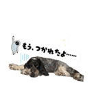 まいにちべるさん（個別スタンプ：22）
