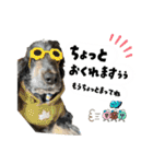 まいにちべるさん（個別スタンプ：33）