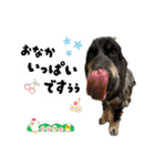 まいにちべるさん（個別スタンプ：37）