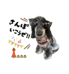 まいにちべるさん（個別スタンプ：39）