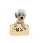 ちゃもが今日も可愛い（個別スタンプ：1）