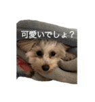 ちゃもが今日も可愛い（個別スタンプ：11）