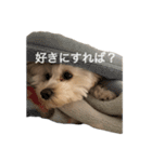 ちゃもが今日も可愛い（個別スタンプ：12）