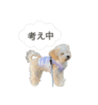 ちゃもが今日も可愛い（個別スタンプ：14）