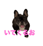 はい5万円（個別スタンプ：1）