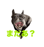 はい5万円（個別スタンプ：4）