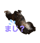 はい5万円（個別スタンプ：8）