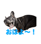 はい5万円（個別スタンプ：11）