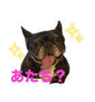 はい5万円（個別スタンプ：12）