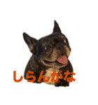 はい5万円（個別スタンプ：13）