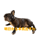 はい5万円（個別スタンプ：15）