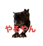 はい5万円（個別スタンプ：18）