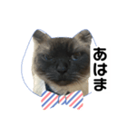 限定333専用（個別スタンプ：22）