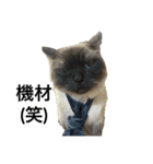 限定333専用（個別スタンプ：30）