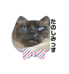 限定333専用（個別スタンプ：33）