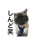 限定333専用（個別スタンプ：40）