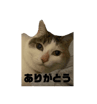 あいちゃんだよ①（個別スタンプ：5）
