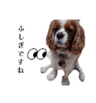 仕事で使えるスタンプ 真面目な犬が伝える（個別スタンプ：7）