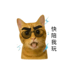 まゆげネコ・モモの爆笑日常（個別スタンプ：4）