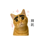 まゆげネコ・モモの爆笑日常（個別スタンプ：6）