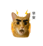 まゆげネコ・モモの爆笑日常（個別スタンプ：7）