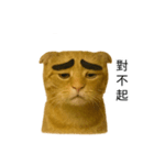 まゆげネコ・モモの爆笑日常（個別スタンプ：9）