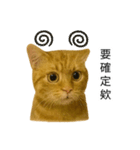 まゆげネコ・モモの爆笑日常（個別スタンプ：11）