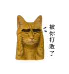 まゆげネコ・モモの爆笑日常（個別スタンプ：12）