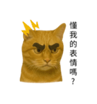 まゆげネコ・モモの爆笑日常（個別スタンプ：23）