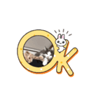 仲良しのニャンズ（個別スタンプ：1）