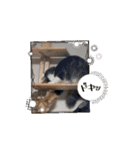 仲良しのニャンズ（個別スタンプ：2）