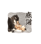 仲良しのニャンズ（個別スタンプ：3）