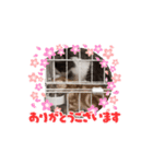 仲良しのニャンズ（個別スタンプ：4）