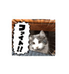 仲良しのニャンズ（個別スタンプ：5）