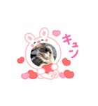 仲良しのニャンズ（個別スタンプ：7）