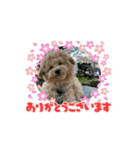 あんずちゃんのうごくスタンプ（個別スタンプ：1）