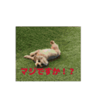 あんずちゃんのうごくスタンプ（個別スタンプ：5）