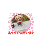 あんずちゃんのうごくスタンプ（個別スタンプ：9）
