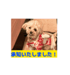 あんずちゃんのうごくスタンプ（個別スタンプ：10）