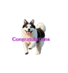 秋田犬E move（個別スタンプ：3）