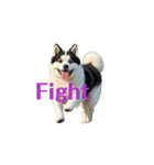 秋田犬E move（個別スタンプ：5）