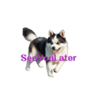 秋田犬E move（個別スタンプ：13）