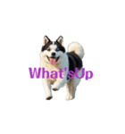 秋田犬E move（個別スタンプ：15）