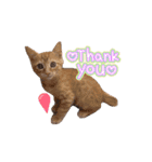 じじ山の犬猫①（個別スタンプ：1）
