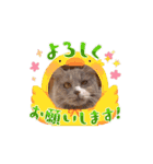 じじ山の犬猫①（個別スタンプ：2）