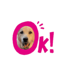 じじ山の犬猫①（個別スタンプ：3）