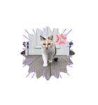 じじ山の犬猫①（個別スタンプ：5）